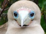 Red-footed%20Booby.jpg