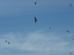 Migrating Gulls 1.jpg