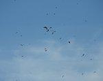 Migrating Gulls 2.jpg
