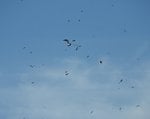 Migrating Gulls 2.jpg