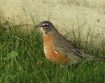 Robin Family 1.jpg