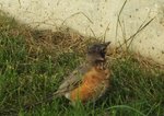 Robin Family 2.jpg