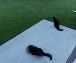 Lacey and Leo.jpg