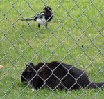 Leo ignoring the Magpie.jpg