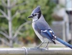 Blue Jay z.jpg