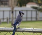 Blue Jay colors 2.jpg