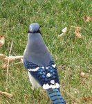 Blue Jay colors.jpg