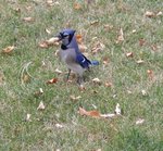 Blue Jay + peanut.jpg