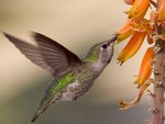 hummingbird.jpg