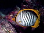 coralfish-1.jpg