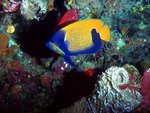 coralfish-3.jpg