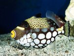 coralfish-4.jpg