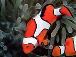 coralfish-5.jpg