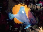 coralfish-11.jpg
