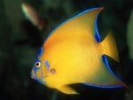 coralfish-13.jpg