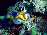 coralfish-16.jpg