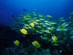 coralfish-18.jpg
