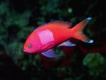 coralfish-20.jpg