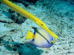 coralfish-22.jpg