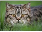 cat7.jpg