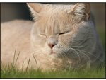 cat10.jpg