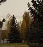 Last leaves.jpg