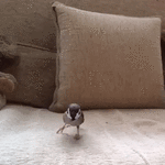 1478199614145451657.gif