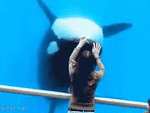 1478845788153018194.gif