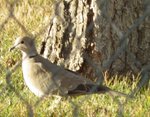 Dove 1.jpg