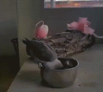 1481086852133096365.gif