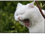 cat13.jpg
