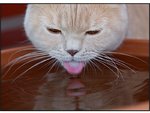 cat14.jpg