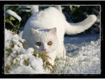 cat15.jpg