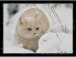 cat16.jpg