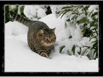 cat17.jpg