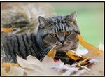 cat26.jpg