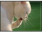cat27.jpg