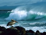 Brown Pelican, Galapagos.jpg