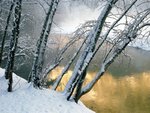 Alder Trees, Merced River, Yosemite National Park, California.jpg