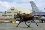 Moose3.jpg