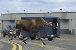 Moose4.jpg