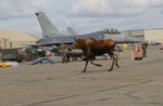 Moose6.jpg