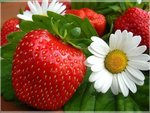 fruits_002.jpg