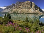 Bow Lake and Flowers, Banff National Park, Alberta, Canada.jpg