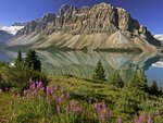 Bow Lake and Flowers, Banff National Park, Alberta, Canada.jpg