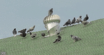 tumblr_n714dd2Wco1r1bbqzo1_500.gif