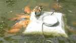 tumblr_nu5lrmBrPC1s02vreo3_400.gif