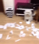 1486276974124491196.gif