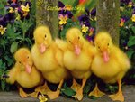 Happy_Easter-011.jpg