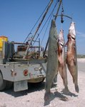 Alligator gars over 7 feet.jpg